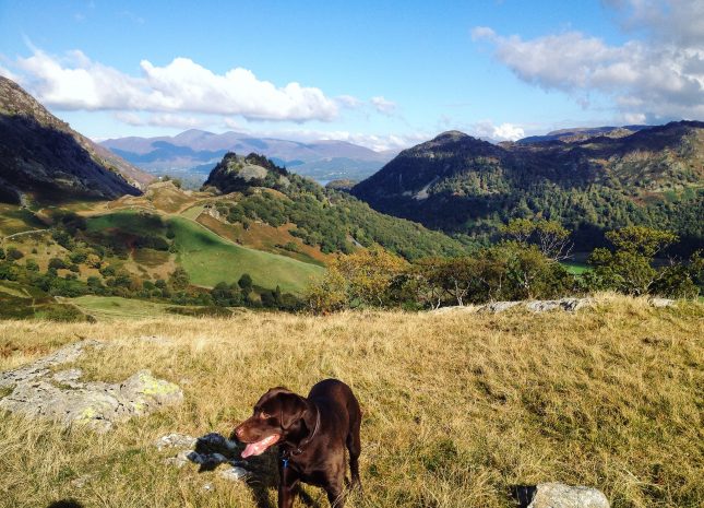 Enjoy spectacular views in Borrowdale with your dog!